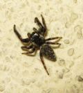 Macaroeris nidicolens