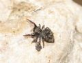 Bianor albobimaculatus