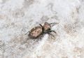 Heliophanus mediocinctus