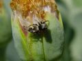 Heliophanus sp.