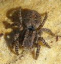 Aelurillus sp.
