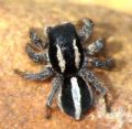 Aelurillus sp.