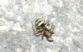Heliophanus sp.