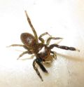 Euophrys frontalis