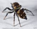 Heliophanus kochii
