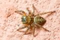 Hasarius adansoni