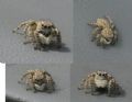 Aelurillus sp.