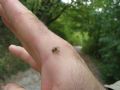 Carrhotus xanthogramma