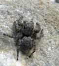 Aelurillus sp.