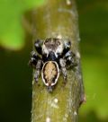 Evarcha falcata