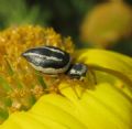 Heliophanus melinus