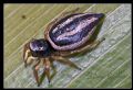 Heliophanus melinus