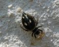 Heliophanus sp.