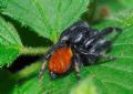 Carrhotus xanthogramma
