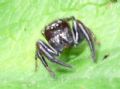 Macaroeris nidicolens