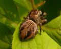 Evarcha arcuata (cfr.)