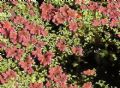 Azolla filiculoides