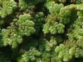 Azolla filiculoides