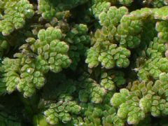 Salviniaceae