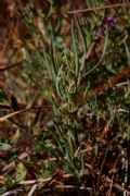 Thesium italicum