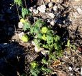 Cardiospermum halicacabum