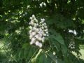 Aesculus hippocastanum