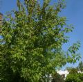 Acer negundo