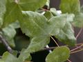 Acer monspessulanum