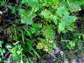 Acer pseudoplatanus