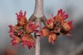 Acer saccharinum
