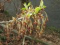 Acer negundo