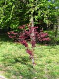 Acer palmatum