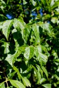 Acer negundo