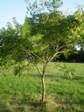 Koelreuteria paniculata