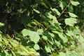 Acer opalus subsp. obtusatum