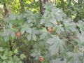 Acer campestre