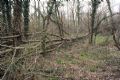 Acer platanoides