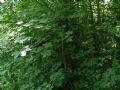 Acer pseudoplatanus