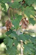 Acer pseudoplatanus