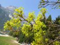 Acer platanoides