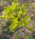 Acer platanoides