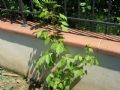 Acer negundo