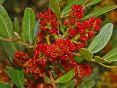 Anacardiaceae