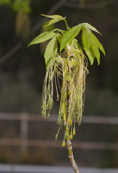 Sapindaceae