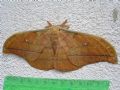 Antheraea yamamai