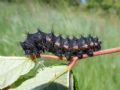 Saturnia (Eudia) pavoniella