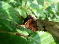 Saturnia Pyri