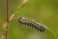 Saturnia (Eudia) pavoniella