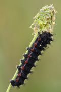 Saturnia (Eudia) pavoniella