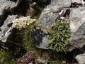 Saxifraga callosa